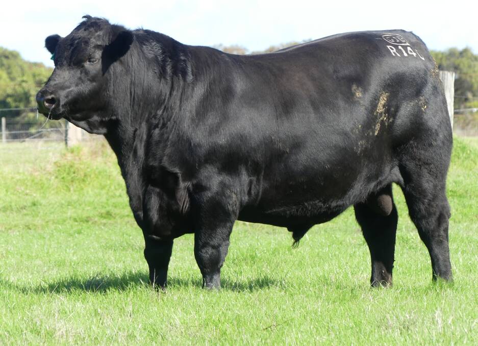 Monterey Riverina R140 (by Monterey Mascot M188) sold to R & R Cobley, Walkaway, for the sale's $21,000 equal top price.