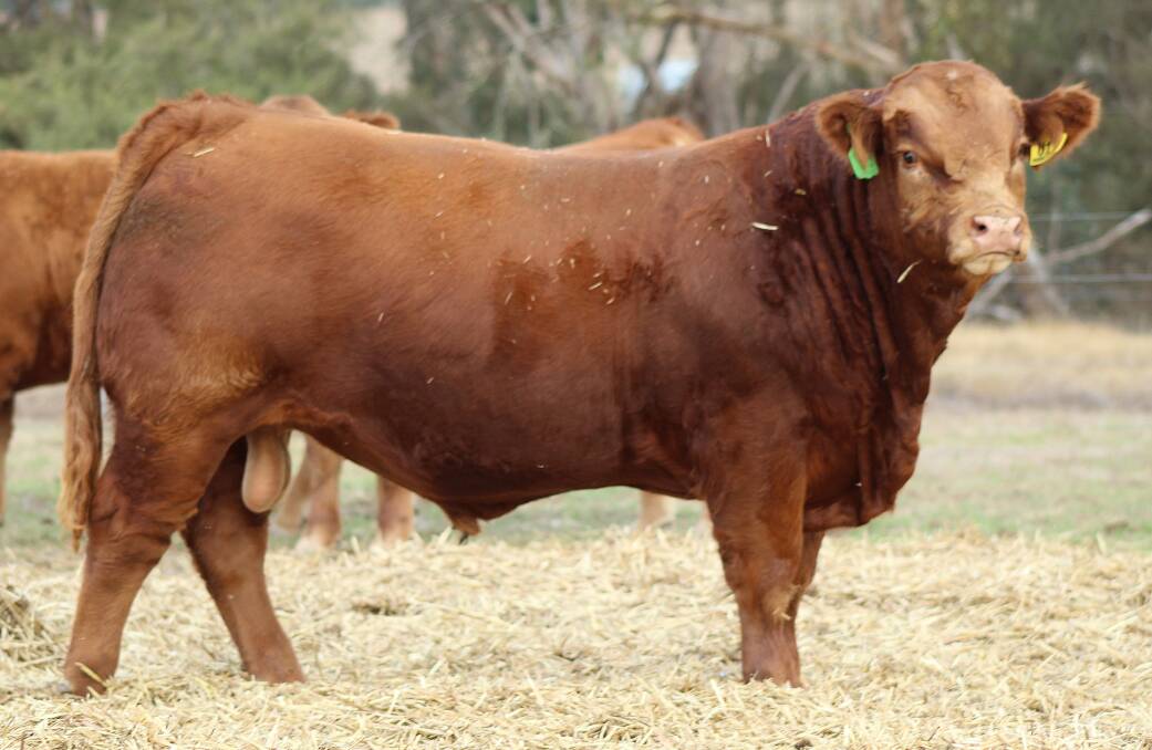 James and Casey Morris, Morrisvale Limousin stud, Narrikup, were the first Australian breeders to export live Limousin cattle into Botswana with a consignment of three polled yearling bulls and four polled apricot coated yearling heifers including Morrisvale Utah U17 (pictured).