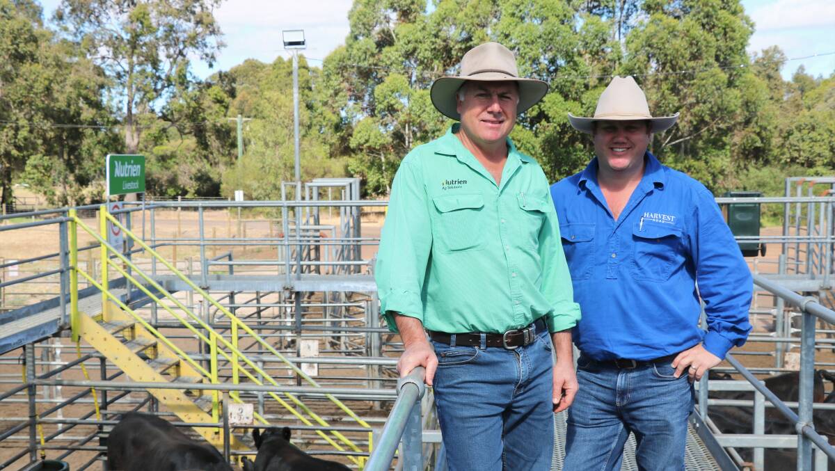 Nutrien Livestock, Waroona agent Richard Pollock (left), on the rail before the sale with Jono Green, Harvey Beef, who both bought several pens of cattle.