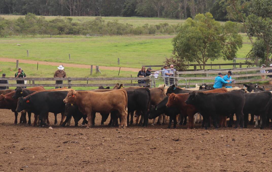 After a year hiatus, the Harvey Beef Gate 2 Plate field day returned with competitiors, producers and those with an interest in the industry turning up at the Willyung feedlot, Albany, last Tuesday to hear from speakers and inspect the cattle.