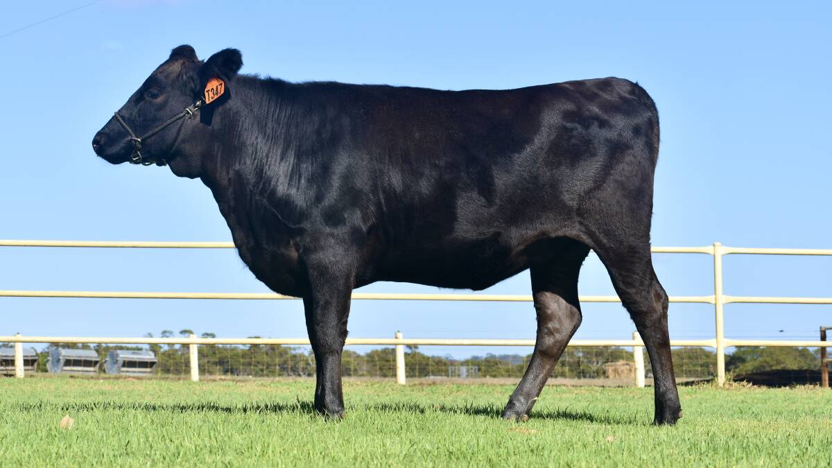 An example of an Irongate Wagyu heifer with the Kalgan-based stud selling two full blood Wagyu bulls and four full-blood Wagyu heifers to Botswana.