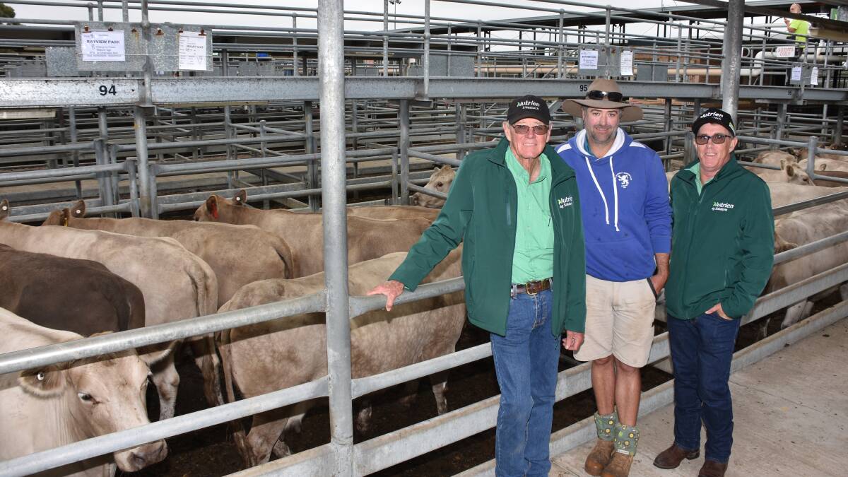 The Carroll family, Rayview Park, Albany, sold 60 mature age PTIC Chargrey cows to a top of $1350 for an average of $1292 and 40 mature age PTIC Poll Shorthorn cows to a top of $1250 twice and average of $1203. With their top-priced Chargrey pens which were purchased by a Wheatbelt buyer operating on AuctionsPlus were Nutrien Livestock, Mt Barker agent Harry Carroll (left) and son Jarrod, Rayview Park and Nutrien Livestock commercial cattle manager Damian Halls, who fed through the AuctionsPlus bids to the selling team.
