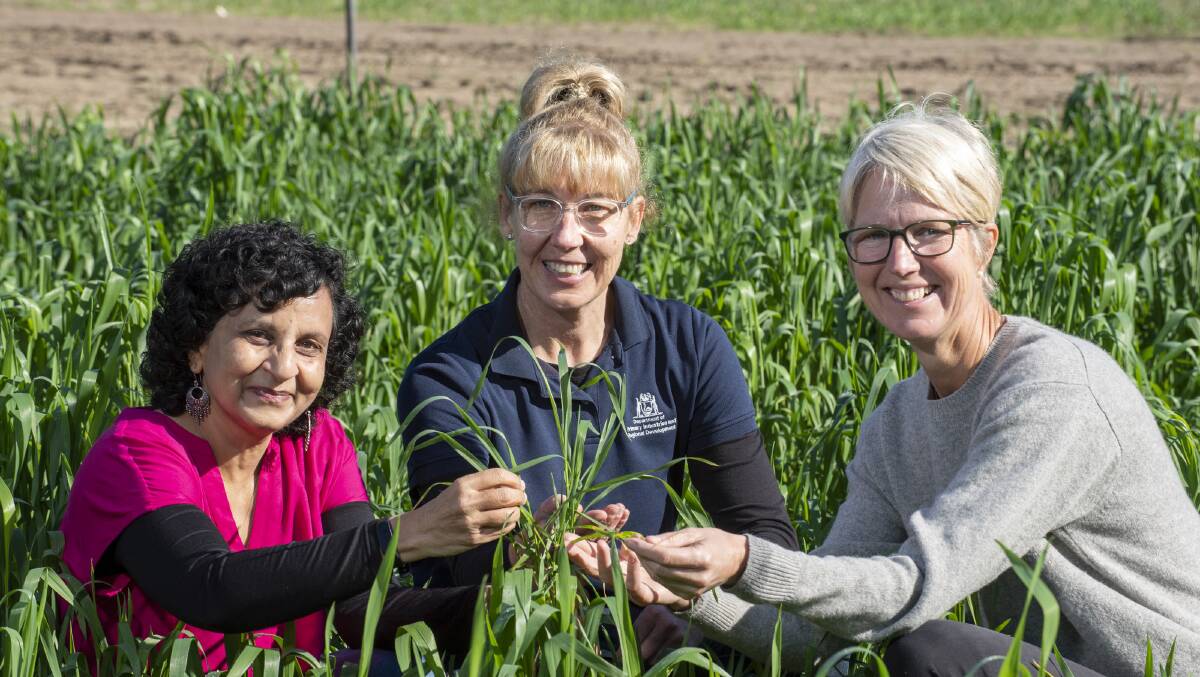 The DPIRD research team which has been working on the yellow spot disease resistance research  Manisha Shankar (left), Donna Foster and Dorthe Jorgensen.
