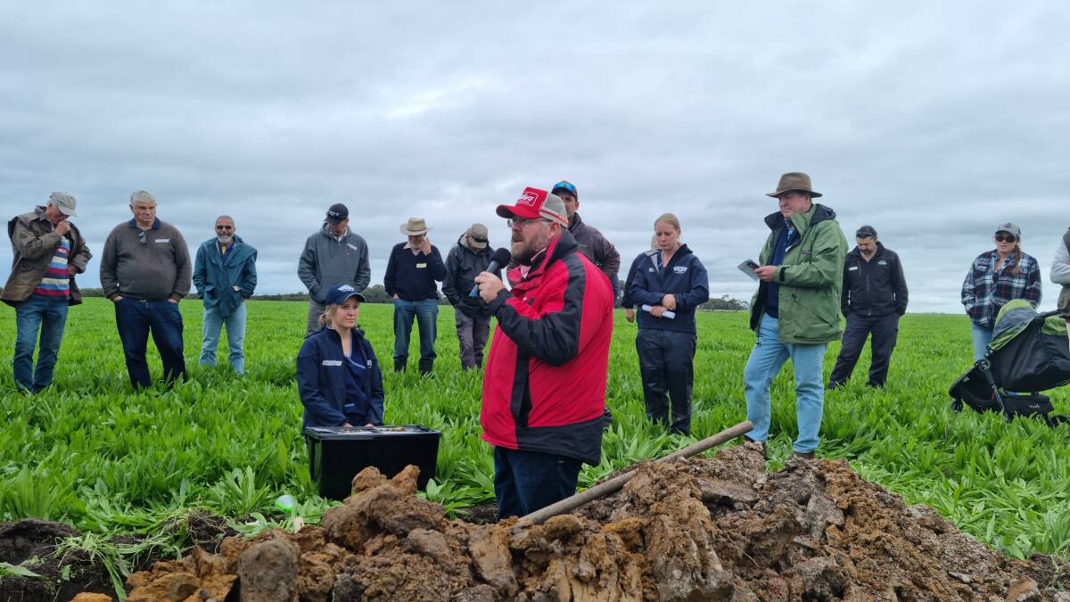 Elders agronomist James Bee in a soil pit at the Lester farm.