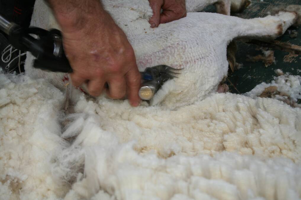 Local workforce the option for shearing