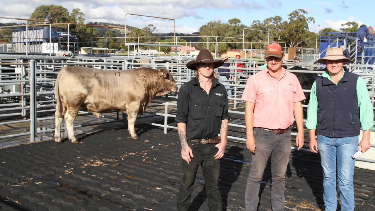 With the $15,000 top-priced Murray Grey bull Monterey Rhodes R225 (by Monterey Norfolk N78) purchased by the Casagrande family, Hilltop Greys, Ferguson, were Travis Bower (left), Monterey stud, Karridale, Alex Roberts, Elders Boyanup, representing the buyer and Laurence Grant, Nutrien Livestock, Manjimup.