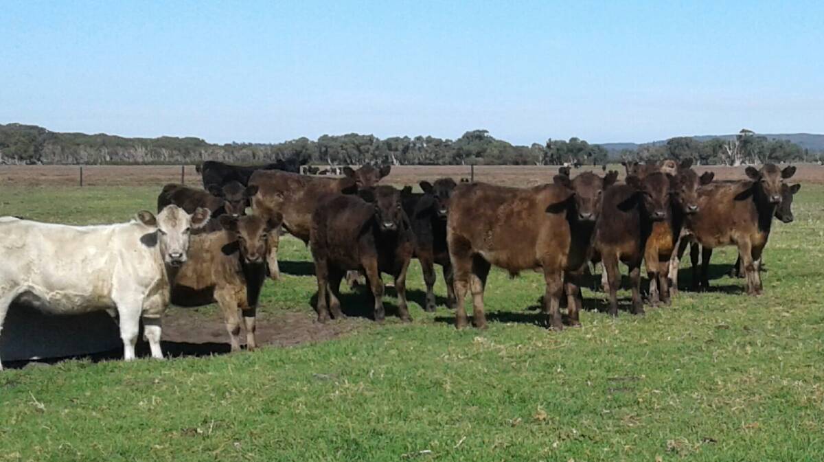 Some of the 53 mixed sex Murray Grey calves to be offered at the sale by AC & CJ McNab, Nannup. The 10 to 12 month-old draft will weigh from 320 to 340kg for the steers and 300 to 320kg for the heifers.