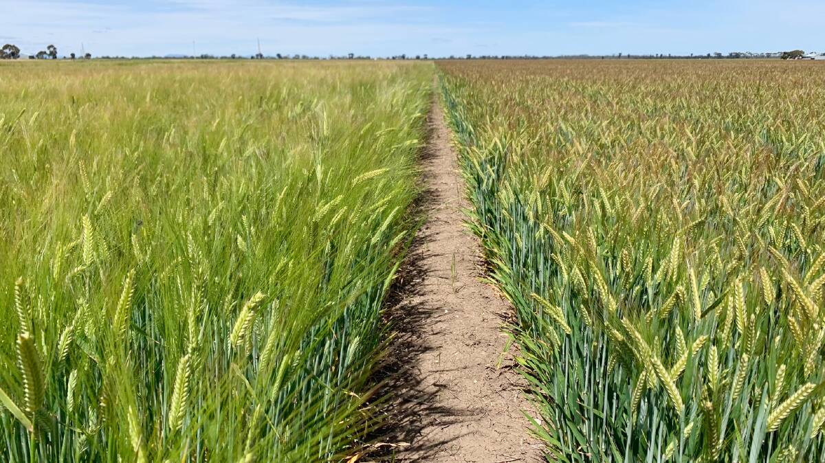  InterGrain's Commodus CL (left) was accepted into Barley Australia's malt accreditation program in February, while Maximus CL (right) received malt accreditation at the same time.