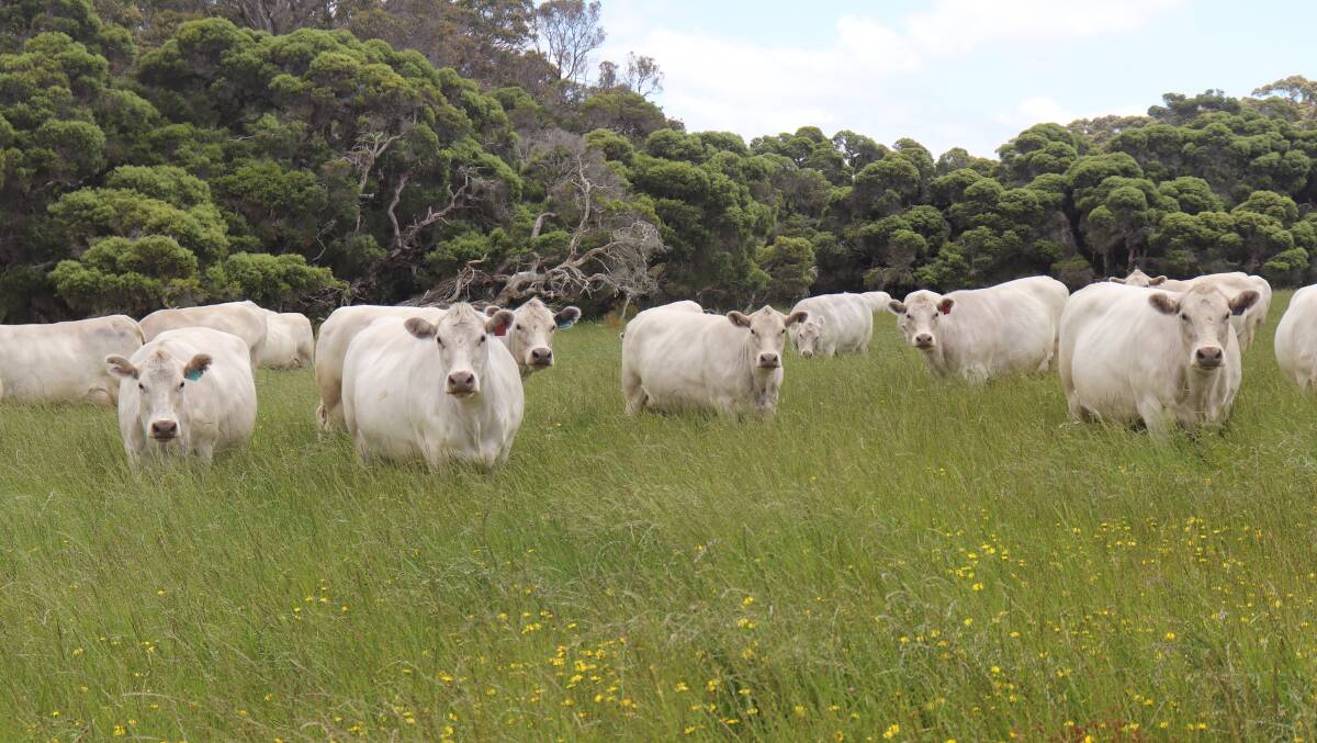 The Lindbergs originally ran Shorthorns but switched to Murray Greys in 2000 and they have been impressed by their growth rates and carcase size.