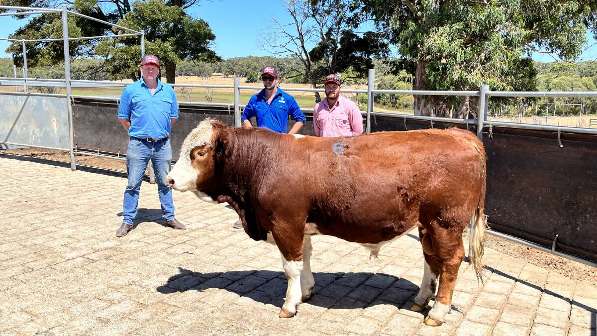 Prices hit a high of $12,000 for this yearling bull at the inaugural Topweight Simmental Bull Sale at Forest Grove last week. With the bull were top price buyer Daryl Avery (left), Scott River, Topweights Sam Weightman and Elders, Margaret River representative Brendan Millar.