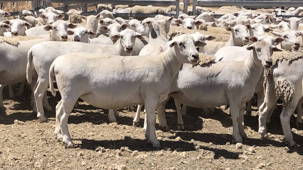 The Bradford family, Hillcroft Farms UltraWhite stud, Popanyinning, saw two of its ewe lines reach a sale high of $218, both selling to a Mt Lawley account. The first line was made up of 186, 12-13mo ewes that had an average bodyweight of 66.2 kilograms and the second line comprised 187 one-year-old ewes weighing an average of 67.7kg.