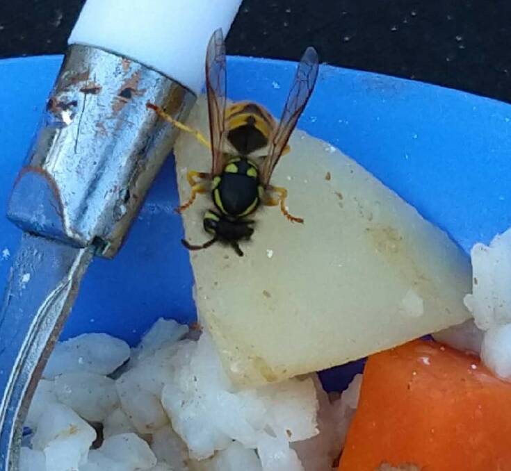 Two new European wasp detections in regional WA