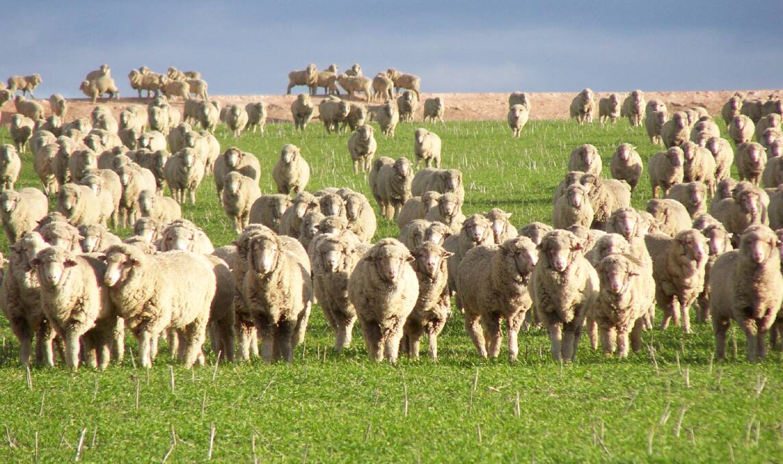 Sheep graze a wheat crop west of Ravensthorpe.