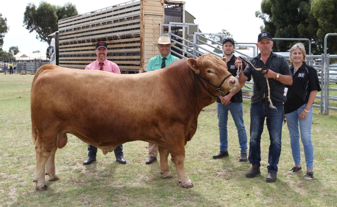 Elders stud stock auctioneer Nathan King (left), Nutrien Livestock WA manager Leon Giglia and Lach, Brad and Sylvia Patterson, Bullock Hills Simmental stud, Woodanilling, with Bullock Hills Red Dog R69 (PP) (by WS Epic E152) that sold for $17,000 to a Victorian buyer at Colac on AuctionsPlus.