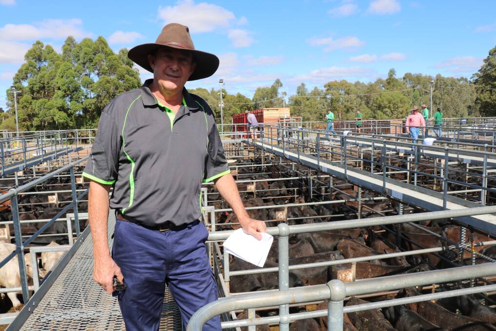 Dean Barbetti, Waterloo, pictured checking his calves with one of his pens of lightweight steers selling for the sales top liveweight price of 642c/kg.