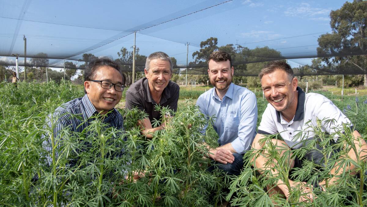 Murdoch University professor Chengdao Li (left), Department of Primary Industries and Regional Development research scientist Geoff Thomas, AGT lupin breeder Matthew Aubert and CCDM project leader Lars Kamphuis are embarking on a project to enhance disease resistance in narrow leafed lupins.