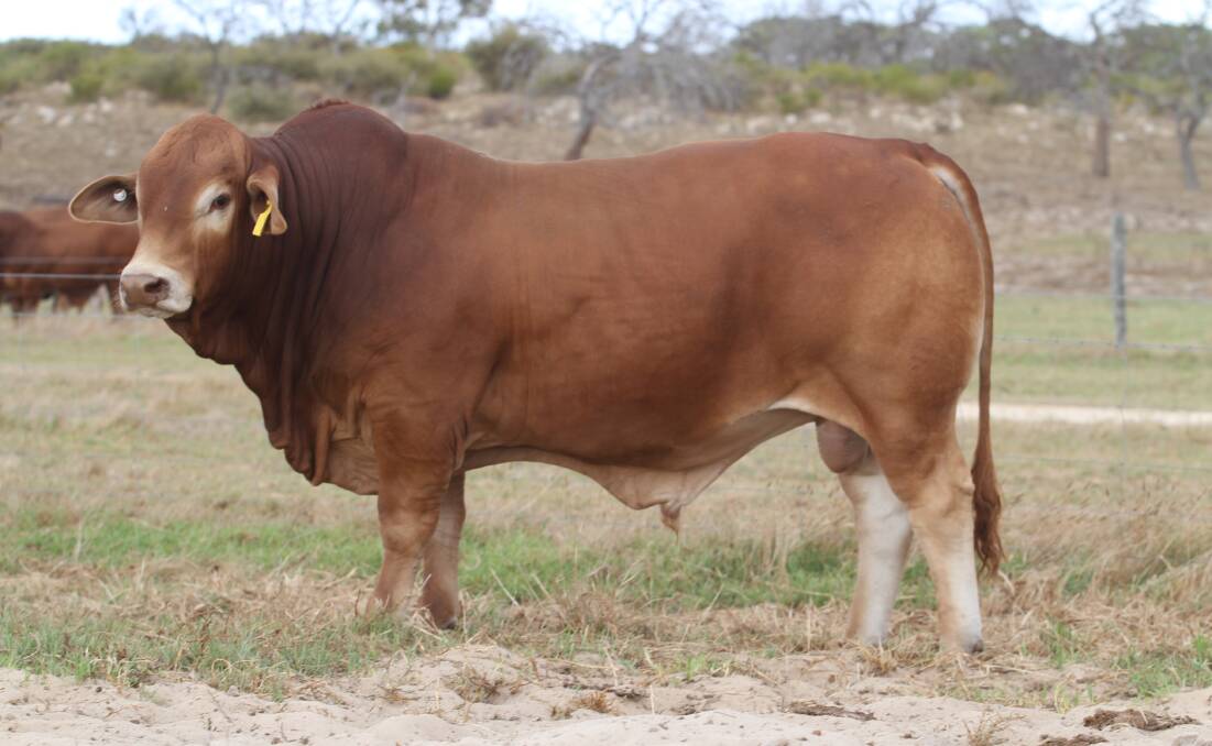 Fieldhouse BC7#7 (PP) (by Glenlands J Agreement) sold to the Ryan family, Minnie Creek station, Upper Gascoyne, for the sales $20,000 third top price.