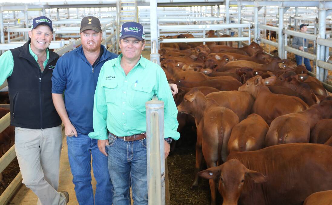 WA Rural, Nutrien Livestock agents Shane Flemming (left) and Richard Keach (right) with Jamie Davies, Kalgrains, buyer of 201 head for ILE and 240 for Kalgrains, including 132 of these Cooralya station Droughtmaster steers from Gordon Cattle Co, Carnarvon, to a top price of $1786.