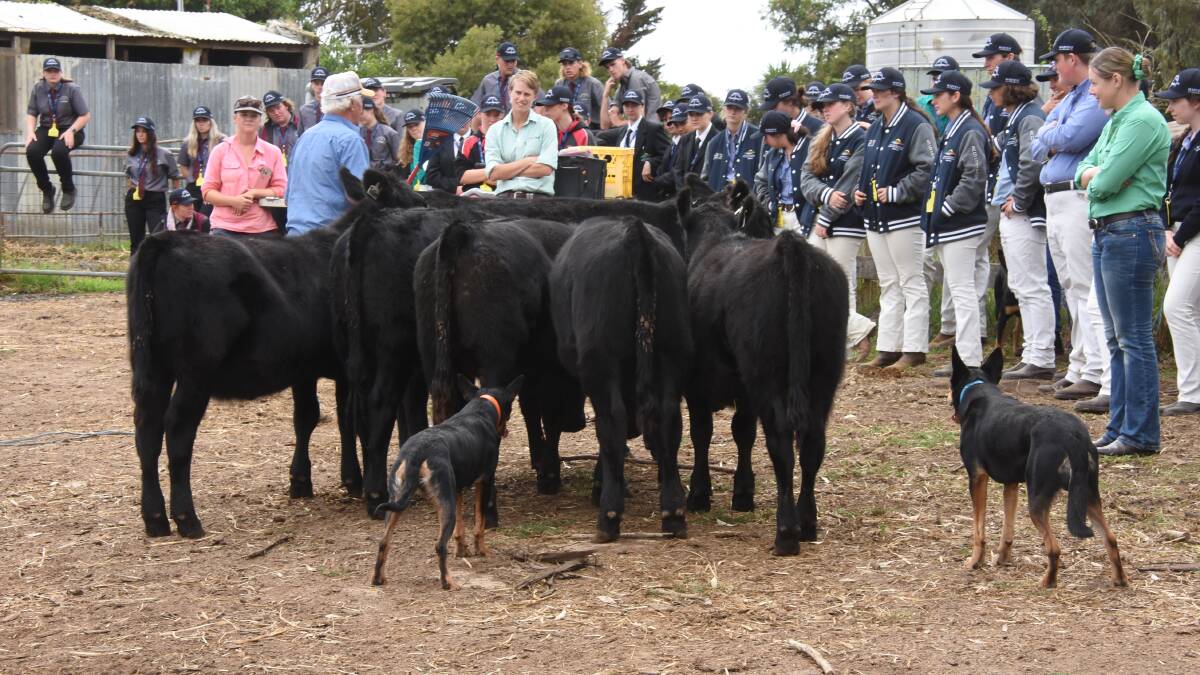 South Australian dog trainer and livestock educator Neil McDonald, with his team of working dogs provided tips on training dogs and working stock.