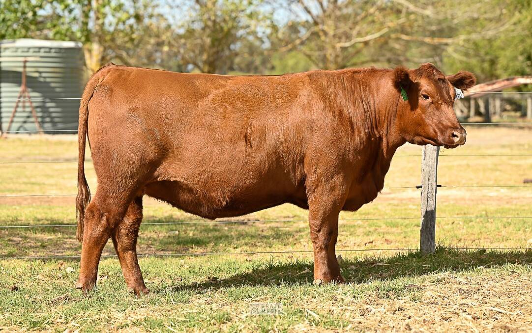 The Bandeeka Red Angus stud, Boyanup, sold four PTIC Red Angus heifers by Tronar Quid Q93 including Bandeeka Red Toffee T2 (pictured).