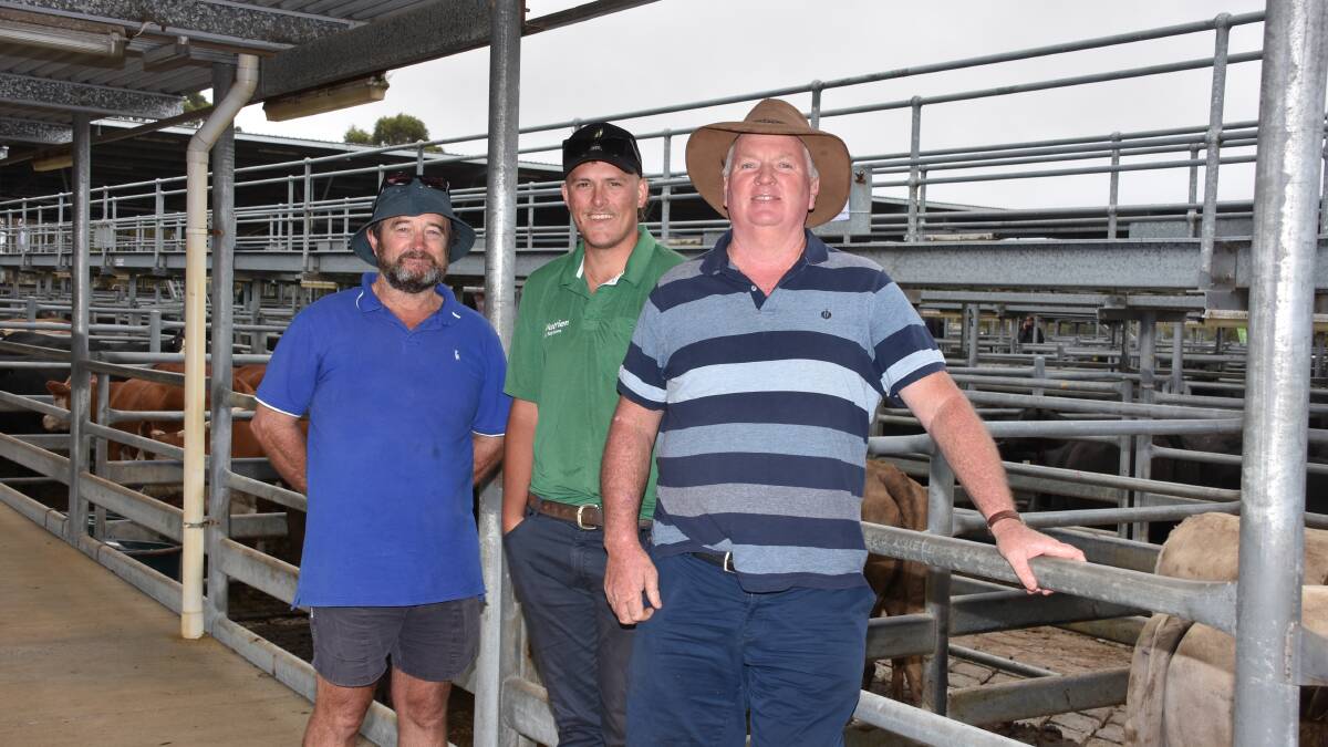 Looking over the line-up before the sale were Colin Gillett (left), Williams, Nutrien Livestock, Williams representative Louis Payne and Glen Cowcher, Quindanning. In the sale Mr Cowcher purchased three pens of PTIC Murray Grey cows from the dispersal line-up from AL Hill, Ravensthorpe, at an average of $1250.