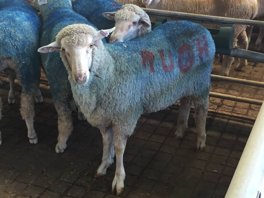  Five dyed blue purple tag nine-month-old Dohne lambs were auctioned by Elders on behalf of Scott McGregor of Menang Grazing Co, Mullewa, at the Muchea Livestock Centre on Tuesday raising $2800 in total for Beyond Blue.