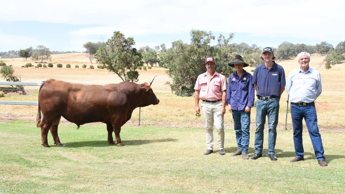 Prices hit a high of $15,500 for this Kingslane Red Angus sire at the Kingslane and Magic Valley Red Angus bull sale at Benger on Monday. With the bull were Elders, Harvey/Brunswick agent Craig Martin (left), buyer Matthew Jupp, Gingin, Kingslane new stud manager Izzac Barry and Kingslane principal John Cranston.
