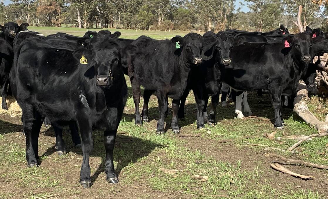 A genuine line of 30 Angus-Friesian heifers suited to future breeding will be offered by LJ & RA Brennen, Witchcliffe, at the Elders store cattle sale at Boyanup on Wednesday, June 19.