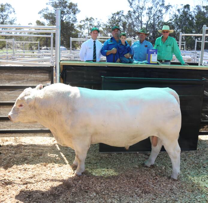 With the $8250 sale top-priced bull sold on-property at the inaugural Silverstone Charolais bull sale at Narrikup were Nutrien Livestock auctioneer James Culleton (left), Silverstone stud principal John Imberti with little Ari, buyer Barry Panizza, Albany and local Nutrien Livestock Mt Barker agent Harry Carroll.