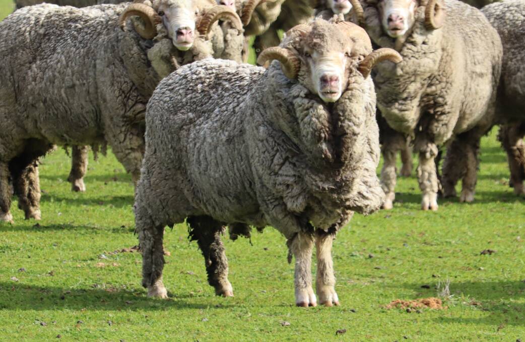 By using their own genetics, Waverley Parks sheep flock has progressed further in the last four years than it did in the previous 15 years.