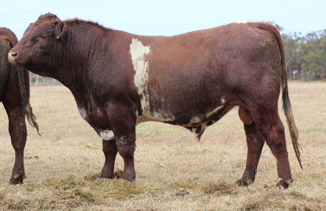 The 740kg Weebollabolla Theodore T85 son, Narralda Thor that achieved the $8000 top price honours, selling to Wayne Smith, Wayne M Smith, Mettler.