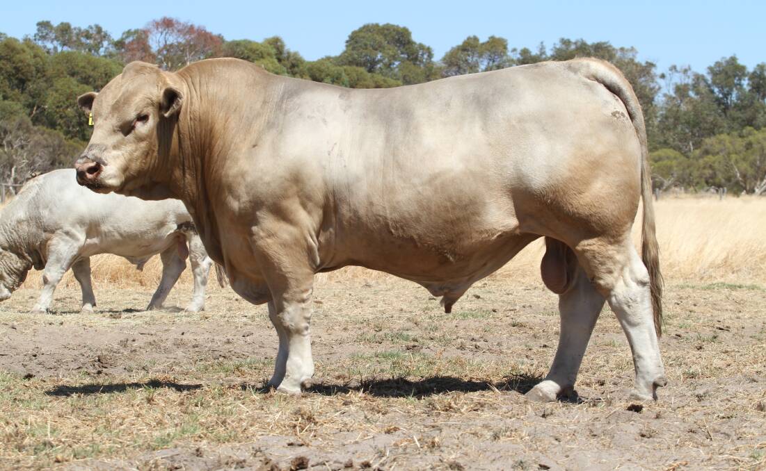 Red factor Charolais bull Kooyong Titanium T48 (pictured) and a red factor heifer are also among the first red factor Charolais cattle imported by Botswana from the Ellis familys Kooyong Charolais stud, Coolup, who also sold three white unjoined two-year-old heifers.