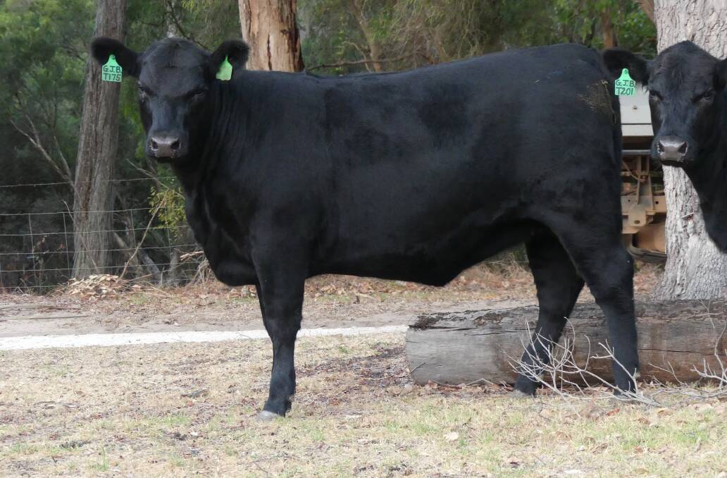 The Buller family, Monterey Angus stud, Karridale/Scott River, sold six Angus heifers including Monterey Elegant T175 (pictured) and two Angus bulls to Botswana.