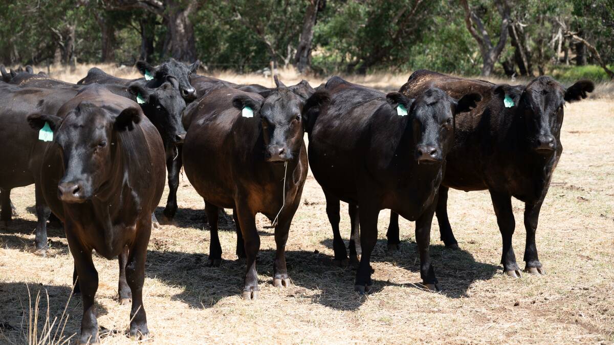 A selection of the Butlers 10-month-old mixed sex weaners which are sold annually at the Boyanup saleyards in early April.