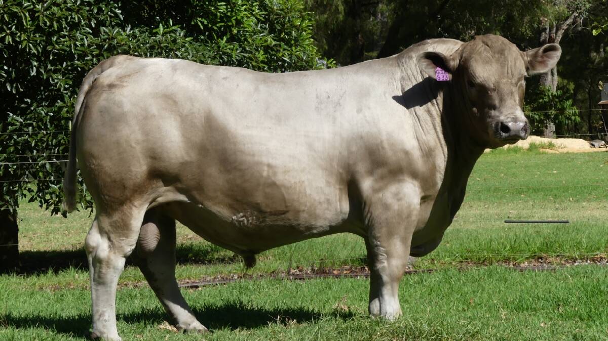 Lot 20 Monterey Sandman S33 (by Monterey Jagger J217) sold for the sales $20,000 third top price to a Victorian buyer on AuctionsPlus.
