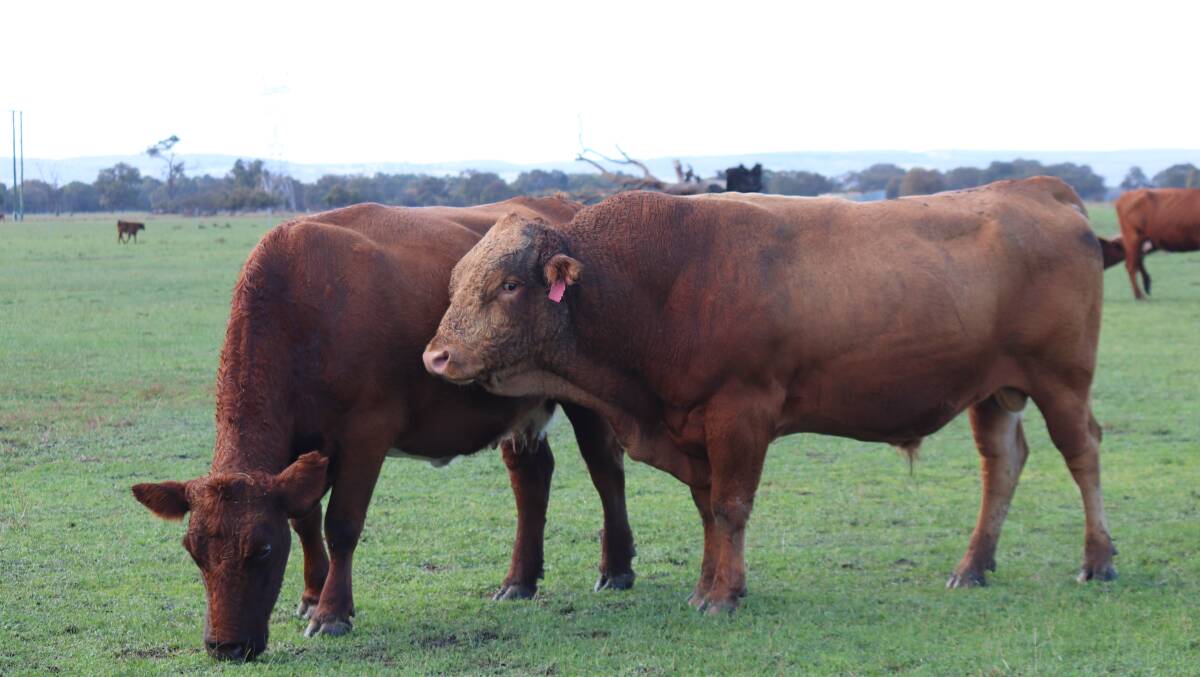 red wagyu cattle