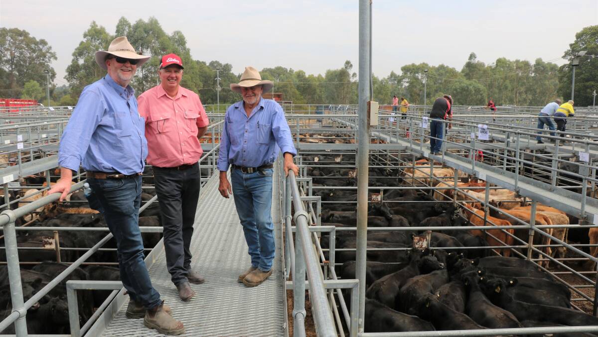 Vaughan Byrd (left) and Richard Gardiner, Alcoa Farmlands, Pinjarra/Wagerup, flank Elders commercial cattle manager Michael Longford at the Elders store cattle sale at Boyanup last week. Alcoa Farmlands sold around 300 cattle with their steers topping at $2408 and lightweight heifers reaching $1794.
