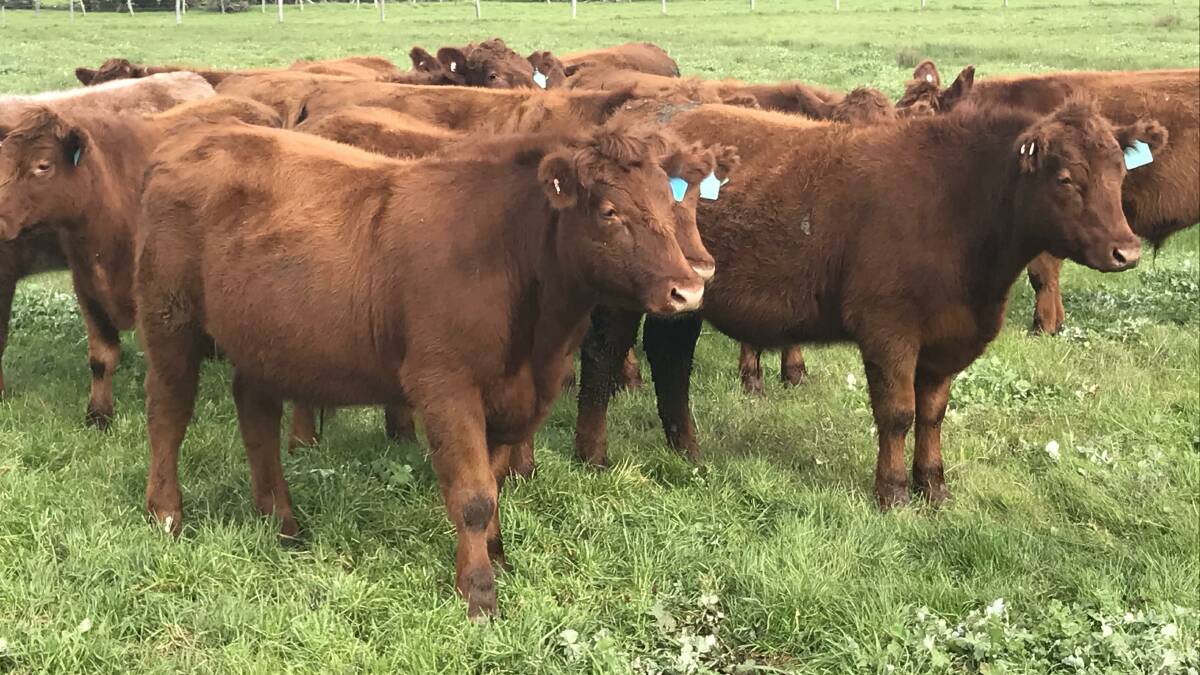 A small line of 13 Red Angus-Shorthorn steers weighing 360-380kg will be presented by TM Hynes, Waterloo.