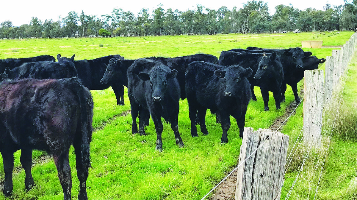 Annual July sale seller JP & LJ Andony, Harvey, has nominated 20 Angus steers and 20 Angus heifers aged 12-14 months based on Sheron Farm and Blackrock Angus bloodlines.