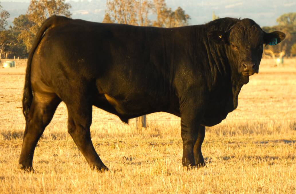 The $7500 top-priced Limousin bull, Balamara Big Star T2, which sold to the Kelly family, S & D Kelly, Harvey.