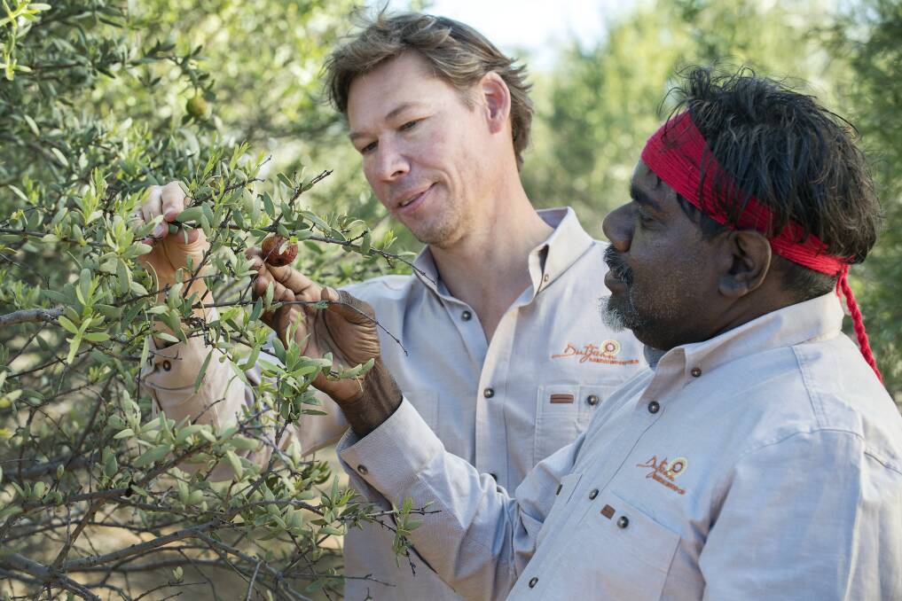 Dutjahn Sandalwood Oils directors Keith Drage (left) and Darren Farmer inspect a sandalwood plantation.