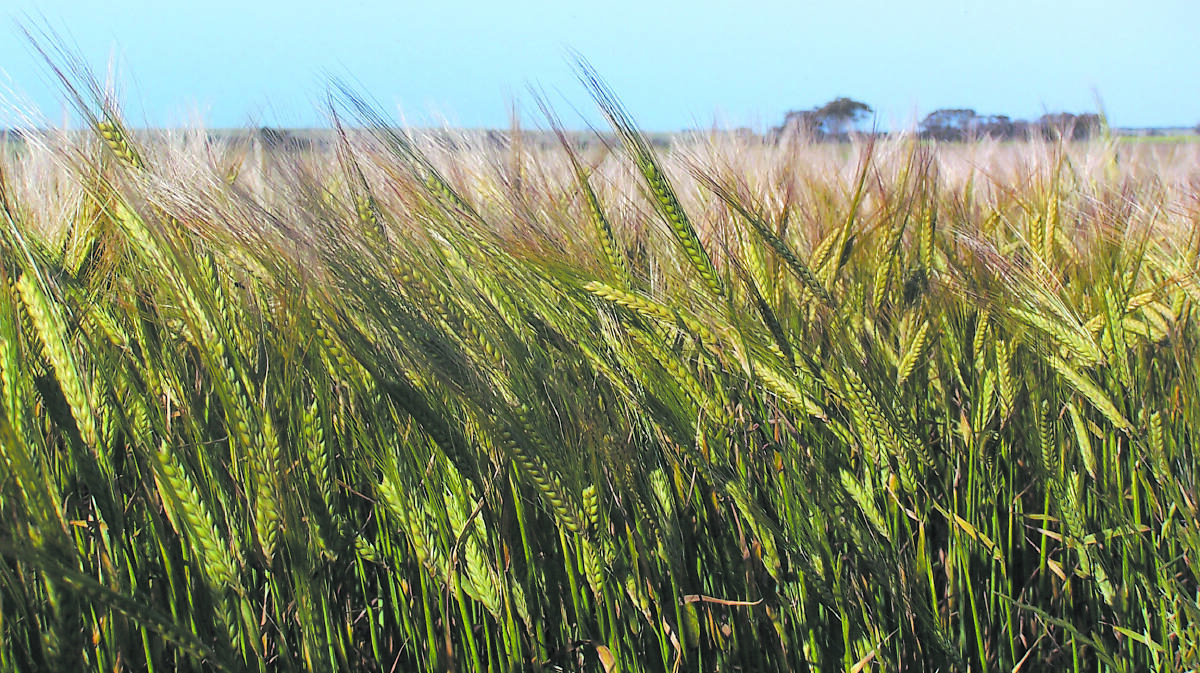 Saudi demand a boost for barley price