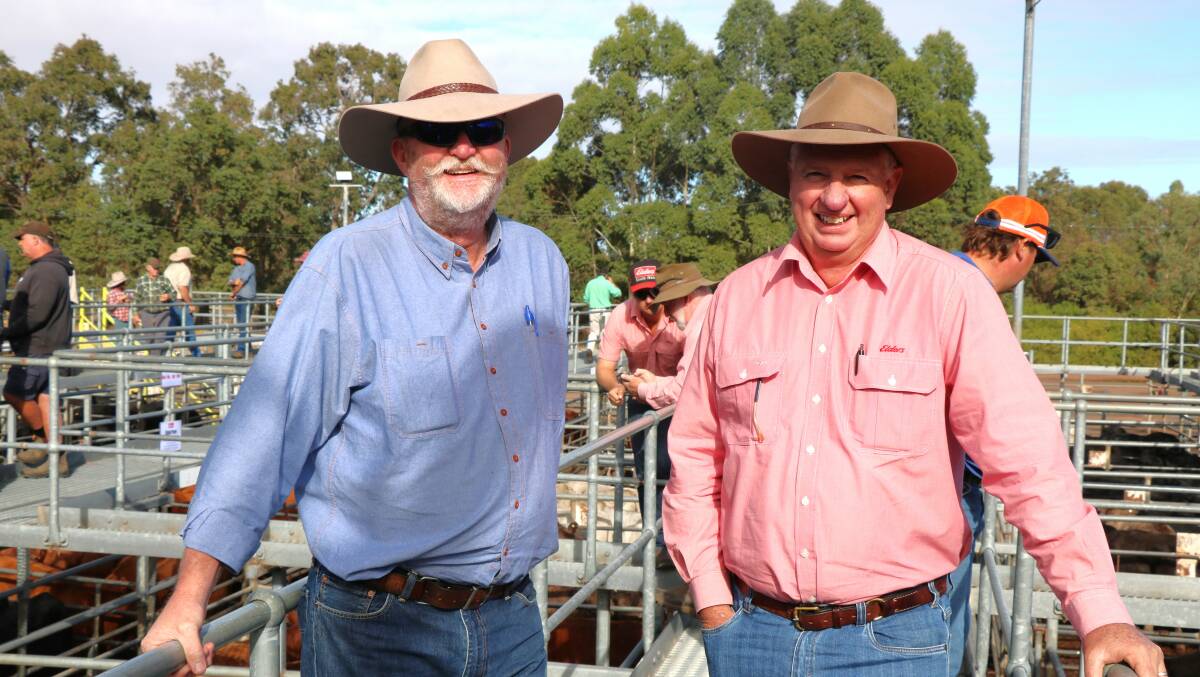 Alcoa Farms manager Vaughan Byrd (left), Waroona, caught up with Elders WA commercial cattle manager Michael Longford before the sale. In the sale Mr Longford purchased the heifers for Arkle Farms, Munglinup.