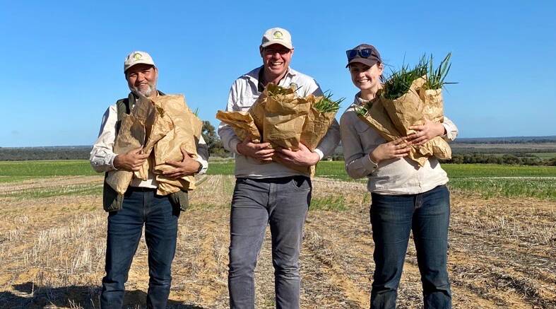 WMG team members Md Zahangir Hossain (left), Nathan Craig and Melanie Dixon with bags of long season wheat project cuttings.