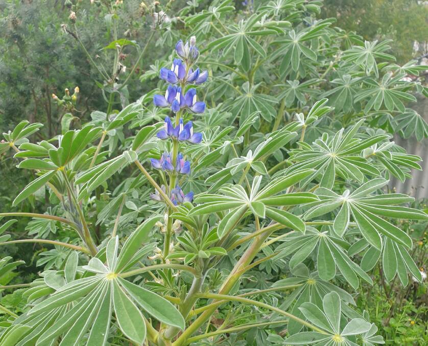 Also known as sandplain lupin, blue lupin (Lupinus cosentinii) has hard seeds which persist in the soil and germinate to compete with narrow-leaf and albus lupin crops, particularly in the Geraldton port zon