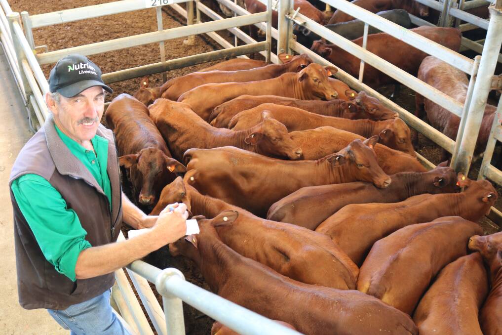 Greg Neaves, with some of the 191 Santa Gertrudis heifers offered by Killara station, Meekatharra, which sold to a pastoral heifer top liveweight price of 562c/kg, bouight by Lorne Charley.