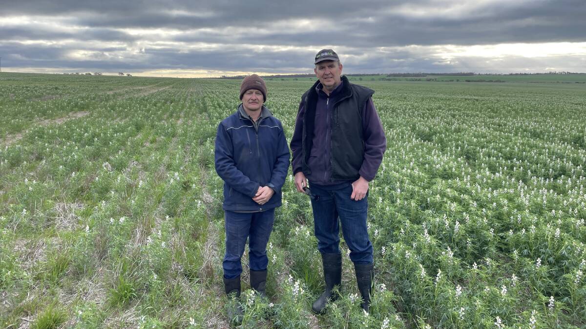 Stewart Avery (left), Cadoux and Damon Fleay, DKSH Agrisolutions, during a paddock inspection to assess seeding strips of the SE14 soil moisture attraction and retention agent (pictured right), alongside where it was not used (pictured left).