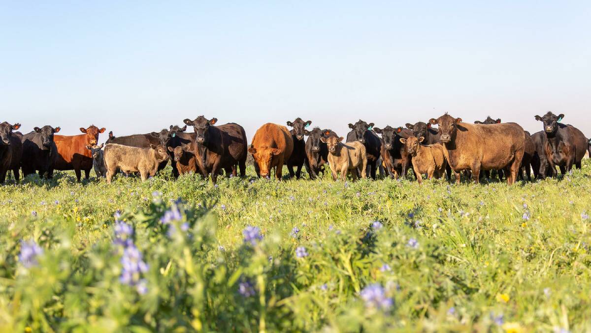 Some of the Dandaragan Organic Beef grassfed beef herd.