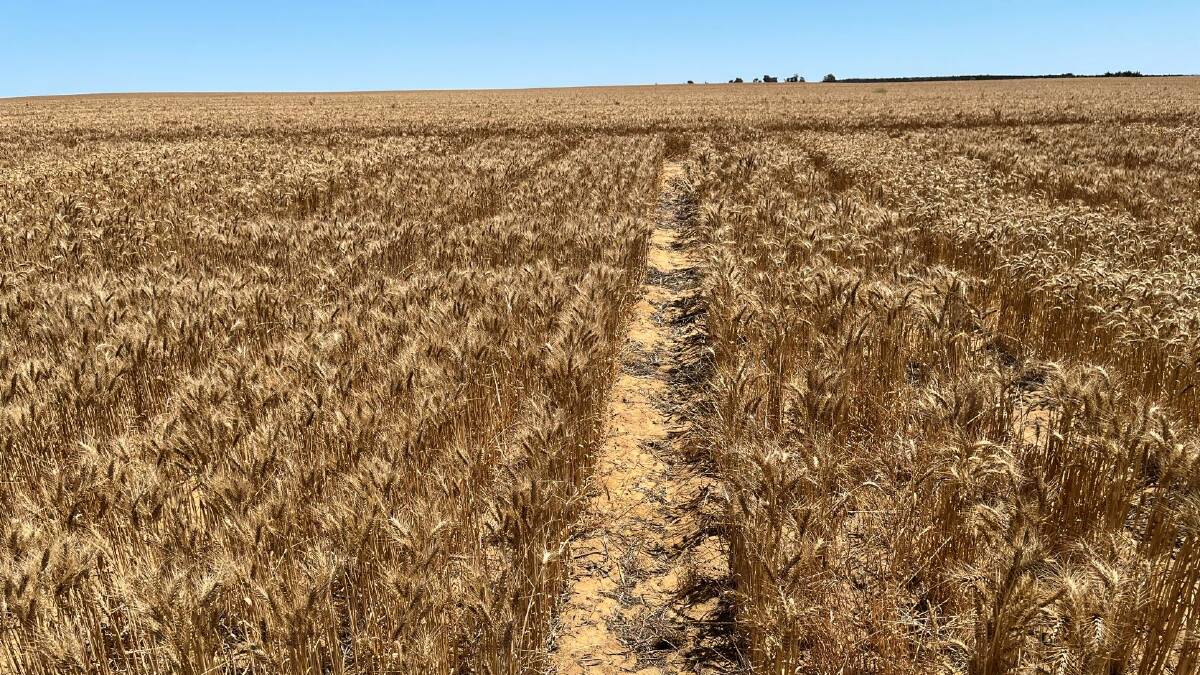 A field experiment on yellow sandplain at East Ogilvie showed Mace-18, with a long coleoptile trait, on the left, established and yielded higher than short coleoptile Mace on the right, when deep sown at 10-12cm.