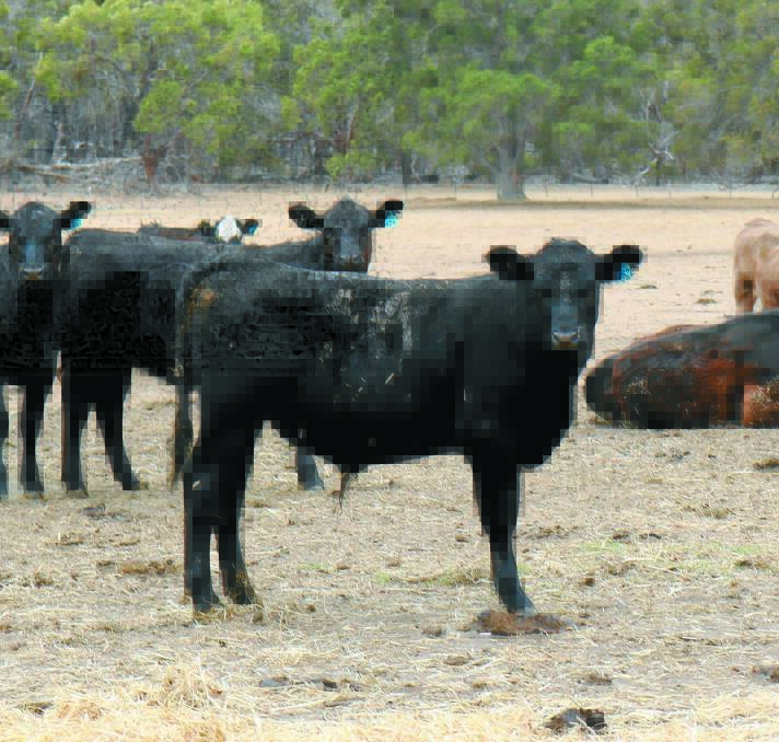  The economics of backgrounding has made the decision to move away from breeding cattle an easy one. Strategic stocking of their property means the Harriss family can take advantage of market and seasonal fluctuations.